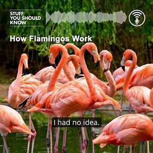Flamingos are much more than just pretty pink birds. They are in fact, quite remarkable! Listen and learn… | Stuff You Should Know