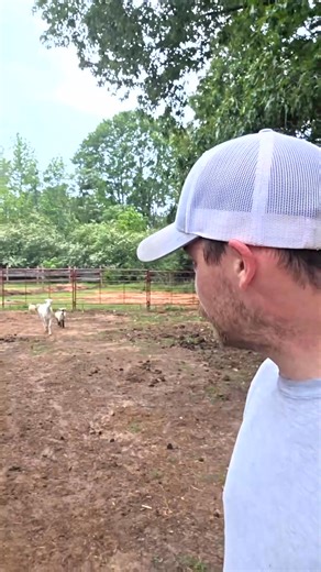 do Goats like rain #homesteading #realhomestead #realhomesteads #real.. | Julian and3 Nelson