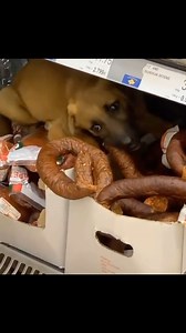 Suxhuk me prove, mall pa hile 👍 | Bioutiful