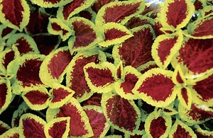 Coleus Plants - Garden Guides