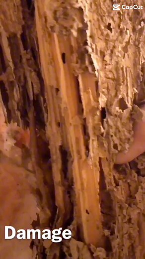 Home Demolished by Termites! | Arrow Pest Service