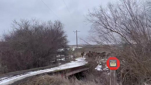 These younger horses 6-9 yrs old went to The Yakima Showdown at the SunDome this weekend, they didn’t disappoint us. Most will go on to rodeos this spring for the 2024 Rodeo Season. A couple will go to some open shows, college/high school rodeos or a practice pen to either figure out how to move up in the ranks or just be happy helping Cowboys move up in their rodeo careers. Thank You Aces Wild Pro Rodeo for inviting us this weekend. | Flying '5' Rodeo Company & Big Bend Rodeo Company