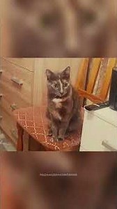 На мусорке нашли замурованную кошку в трёхлитровой банке. Фейк ли это?