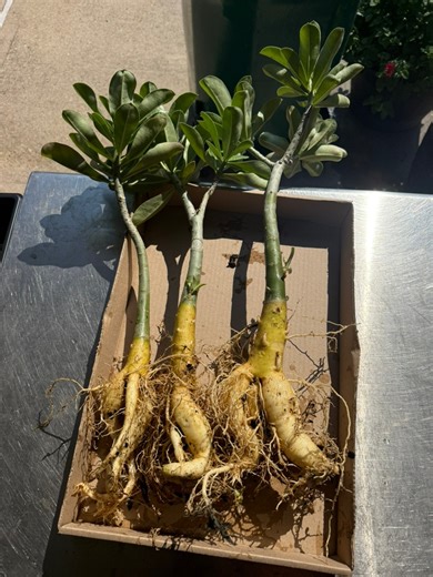 4.3K views · 59 reactions | Propagated Desert Rose Cuttings! | Texas Garden Guy | Facebook