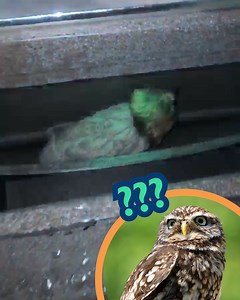 11K views · 155 reactions | Hoot or Hat?! 黎樂 | Love This | Facebook