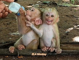193K views · 6.7K reactions | Cheko pity for the monkeys they were hungry, so I made milk bananas and dessert for them to eat | ELA Monkey | Facebook