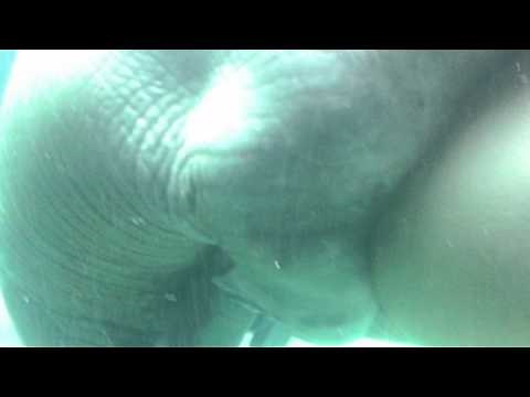 Walrus mating