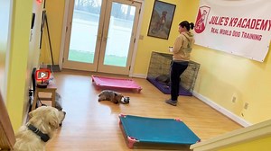 We work through an advanced training session with Percy, recapping the place command while adding distractions and introducing the down command. I demonstrate how allowing the dog to make mistakes and correcting them is crucial for proofing behavior, and show the progression from standing to sitting to laying down on the bed for true commitment. We practice recalls between cots, introduce low-level pressure paired with verbal and hand signals for the down command, and gradually phase out the e-c