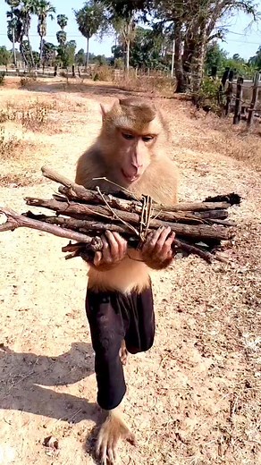 33K views · 451 reactions | Biru Babu 藍藍 #comedy #shorts | BM BIG Entertainment | Facebook