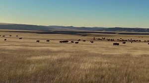 Our buffalo herds roam over large landscapes, giving these natural roamers room to roam. Video: Jill O’Brien | Wild Idea Buffalo