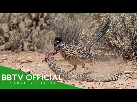 The Roadrunner's Deadly Strategy: How It Hunts Rattlesnakes Without Getting defeated