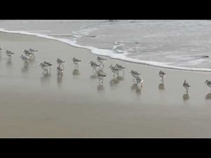 Sanderlings running with the ebb and flow of waves - Cove Beach - Pescadero, California