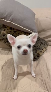 Lindo chihuahua parece que quiere platicar #reelsfb #chihuahua #puppy #adorable #bonito | Chihuahueñitos