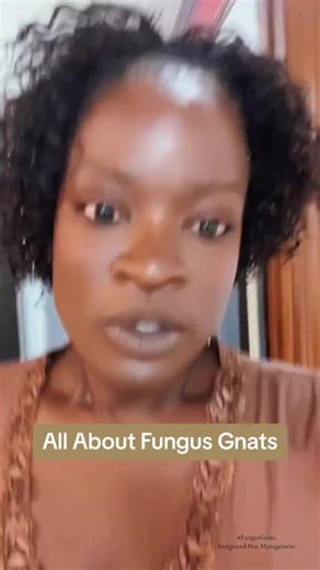 Fungus Gnats: Treatment and Prevention…How to prevent these flies from taking over indoors is shared #PlantAndHeal #FungusGnats #IntegratedPestManagement | Gardening Under Influence LLC