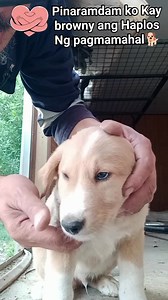 862K views · 36K reactions | Pinaramdam ko Kay browny ang Haplos Ng pagmamahal #paslakertv #melzardgarciapadua #pinoypetloverksa #feedingstraydogs #doglover #animallover #AnimalCare #fblongvideopost #ContentMonetization | Melzard Garcia Padua | Facebook