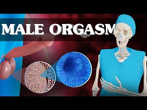 Exploring the Full Process of Sperm Ejaculation | 3D Animation Guide
