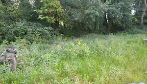 2.6K views · 18 reactions | I mean, I know it's not a pond at the moment, but it's becoming an important habitat in its own right. So many wildflowers and the sunflowers are pretty too (will be great food sources for birds in a few weeks once the seeds have matured), and I've never heard so many grasshoppers/crickets in one place | Spotted in Trowbridge | Facebook