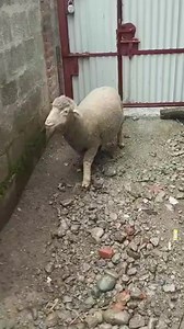 10K views · 109 reactions | 9682521195 White face ewe IST lactation pregnant 3.5months Rate 25k Location kulgam #floorplan #bhagavadgita #মসজিদ #midwest #socialmedia #naturalremedies #viratkohliedits #reelsfacebook #nonfollowers | Land of Kashmir | Facebook