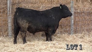 5K views · 164 reactions | Dominating performance, LOT 1 betters 99% of the industry for performance WW and YW EPDs. Add serious muscle and pounds to your next calf crop. He sells on Wednesday MARCH 21! | Stevenson Angus Ranch | Facebook