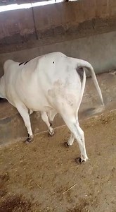 17 reactions | #AsanQurbani YEH BACHRA FOR SALE HAI...JIS BHAI KO BHI SAMAJH ATA HAI TOU INKE NUMBER PE CONTACT KARLEN...MERA REFERENCE LAAZMI DE DIJIYEGA , KAHIYYEGA KE KASHAN KE REFERENCE SE BAAT KAR RAHA HN YA PHIR KAHIYYEGA KE COW MANDI FEVER PAGE PE VIDEO DEKHI THI , INSHAALLAH BOHAT ACHA DISCOUNT BHI MIL JAYEGA AUR SAUDA BHI BAN JAYEGA INSHAALLAH <3 DEMAND : 210K CONTACT NUMBER : +923082198472 | Cow Mandi Fever | Facebook