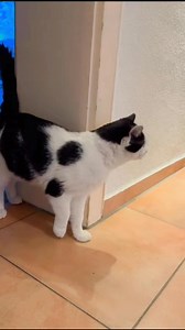 Schnuffi sucht mich😅 #katze #cat #catlover | Mayr Analee