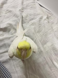 Birb simgimg 👉🏻👈🏻🥺 | Leo The Dinosaur