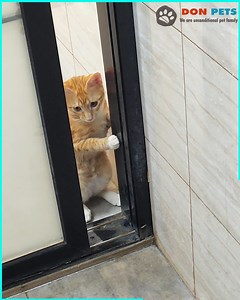 5.6M views · 193K reactions | My cat every time I take a shower | Don Pets | Facebook