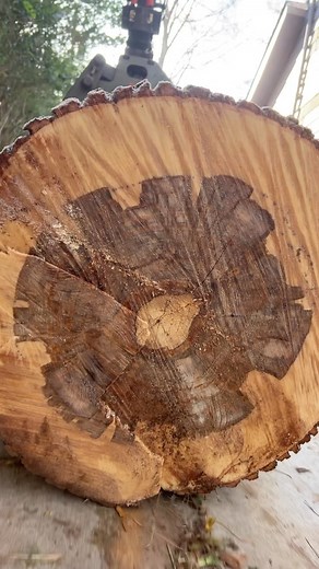  Tree Service project in  Lawrenceville, GA . Call us for a free estimate ☎️(678) 457-3487 ☎️(678) 677-9102 . . . #trees #treeremoval #treework #arborist | Jireh Tree Services & Landscaping | Facebook