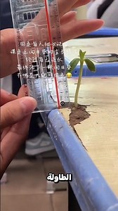 زرع نبتة في طاولة 😮😅 ؟!