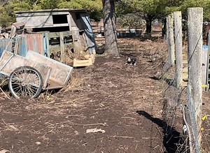 All hands outside again today. The electric fence got powered back up yesterday so everyone is learning their boundaries today. | Stone Horse Farm