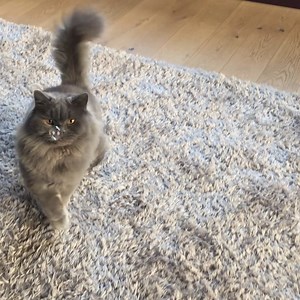 15K views · 1K reactions | Catnip bubbles are a thing... who knew 樂 #stayin #stayhome | Lisa Eldridge | Facebook