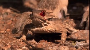 The horned lizard lives in hot, desert areas & is preyed on by large mammals like coyotes. When threatened, it can squirt a stream of blood from its eye at the enemy, scaring them away. The blood comes from a sac under the eye & can be squirted up to 2 metres away! | Horror4Kids