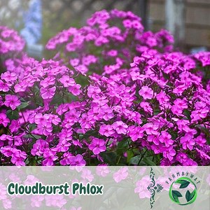 100 Cloudburst Phlox Seeds – Phlox Paniculata Violet-pink Blooms for Garden Beds, Borders & Containers - Etsy Canada