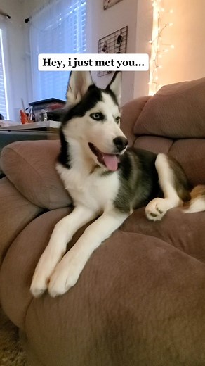 Nice to meet you!🥰 #dogsofttiktok #huskylife #huskyontiktok
