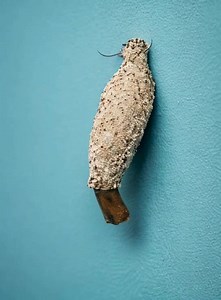 142K views · 200 reactions | Se você encontrar este inseto em sua casa, descubra o que isso significa e como se livrar dele. Veja no primeiro comentário | Receitas gratis | Facebook