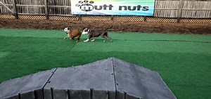 Mugsley & Cowboy! | Mutt Nuts