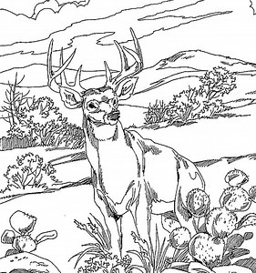 Coloring Pages | Coloring Pages Download