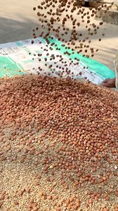 Pigeon feed mixture. #pigeons #pigeonracing #kalapati #pigeon #racingpigeonsuk #highlights #highlightseveryone | Fighters Of The Sky