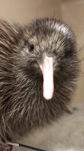 5.6K views · 444 reactions | We recently cared for a gorgeous Haast Tokoeka chick. Isn’t this little guy the cutest  Haast Tokoeka are classified as nationally critical with only around 400 of these precious birds remaining. Every single bird is important if we have any hope of saving the species and we are proud to be able to provide veterinary care for them when they require it. Orokonui Ecosanctuary Otago Polytechnic School of Veterinary Nursing | Dunedin Wildlife Hospital | Facebook