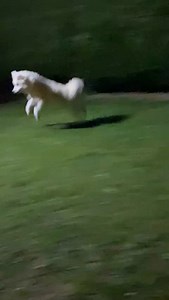 Voici miss VODKA Du Domaine d' Arctik qui adore faire le petit cabri 😂😂😂 J' adore ❤️ Merci à sa famille pour cette jolie vidéo 😁 | Le Domaine d'Arctik - Elevage de Pomsky