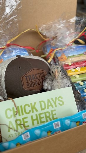 5.5K views · 52 reactions | Chick Days are here! This darling little Serama enjoyed some of the fun new chick goodies @tractorsupply has  I was hoping she would play the xylophone but instead I just put her to sleep  #TSCChickDays #seramachickens #seramaofinstagram #HotOffTheNest #chickensofinstagram | Hot Off The Nest | Facebook