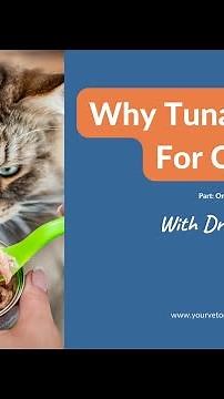 Don't Put Your Cat In Danger By Feeding It Tuna - Part One
