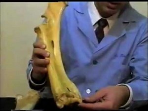 Radius and Ulna Horse, Ox and Camel Comparative anatomy