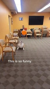 25K views · 1.3K reactions | Self-fun  | Bulldog Overload | Facebook