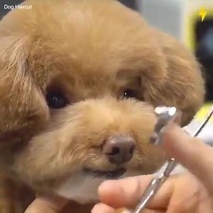 🐶🐱 MAXIMAPETFOOD อาหารสุนัขและแมวซุปเปอร์พรีเมียม คุณค่าจากเนื้อแกะ🍖🍖🐑🐑 นำเข้าจากนิวซีแลนด์🇦🇺🇦🇺🇦🇺 เสริมหล่อกันหน่อยยย #MAXIMA #MAXIMAPREMIUM #MAXIMADOGANDCATFOOD #แม็กซีม่าเพ็ทฟีดส์ #MAXIMAPETFEEDS #แม็กซีม่าคุณค่าจากเนื้อแกะ #ไทยพิทบูลเคลเนลคลับ #น้องหมา #น้องแมว #หมา #แมว #น้องหมาน้องแมว #หมาแมว #สัตว์เลี้ยง #คนรักสัตว์ #MAXIMADOGANDCAT #MAXIMACATANDDOG #MAXIMADOG #MAXIMACAT #MAXIMALAMB #LAMB #LAMBMEAT #เนื้อแกะ #แม็กซีม่า #อาหารสัตว์ #ซุปเปอร์พรีเมียม #คุณค่าจากเนื้อแกะ #นำเข้า #น