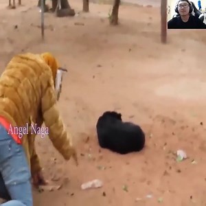 15 reactions | Fake Tiger Head Prank with Dog | Daniela Rodriguez | Facebook