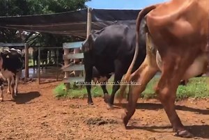 Girolando,Zebu Gyr X Holstein Best for an increased commercial milk...