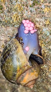 10K views · 19 reactions |  A Rare Glimpse into Nature Snail Laying Eggs Up Close ✨ | Desi Talent | Facebook