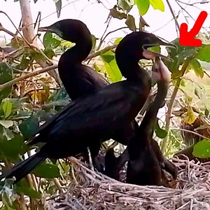 Little black cormorant baby bird requires mother to feed | Review Bird All