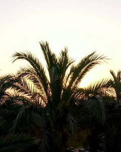 570 reactions · 32 shares | В Rixos Premium Belek самый длинный пляж в регионе, более 2800 сосен, 200 видов редких растений, в том числе песчаная лилия и зона гнездования морских черепах. С уникальной природой Rixos Premium Belek вы почувствуете себя в уединении | Rixos Premium Belek | Facebook